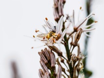 Fleißige Bienen