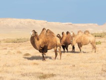 Kamele weiden auf dem ehemaligen Seegrund