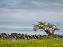 Karge Landschaft