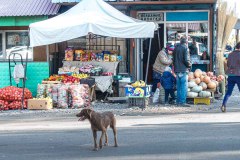 Hunde sieht man eigentlich wenige. 