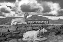 Montana Cardon und das typische Tier von Fuerteventura