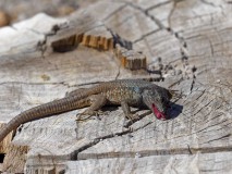 fortaleza_4011683_DxO