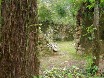 Der Wald kommt zurück