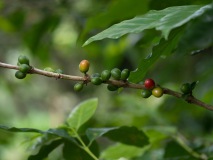 Kaffeebohnen