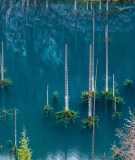 Die Unterwasser Bäume