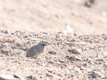 Große kasachische Steppenmaus