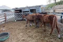 Eine Kasache ohne Pferde ist nur ein halber Mensch
