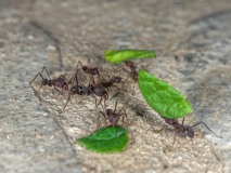 Blattschneiderameisen