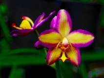 Orchidee