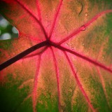 Blatt