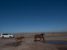 Treffpunkt in der Steppe