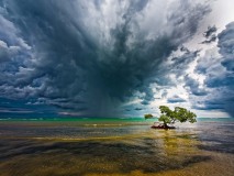 Mangrove