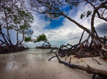 Mangrovenwälder säumen die Küsten
