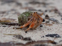 Einsiedlerkrebs
