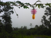 Mimosenblüte