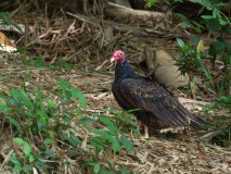 typisch der rote Kopf