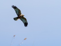 Die einbeinige männliche Rohrweihe