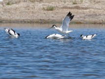 Säbelschnäbler bei der Balz