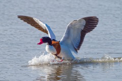 männliche Brandgans