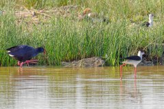 links Purpurhuhnralle, rechts Stelzenläufer